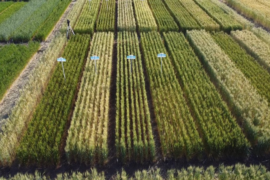 A pesar del exceso hídrico, prevén buena calidad de agua para el trigo. A pesar del exceso hídrico, prevén buena calidad de agua para el trigo.