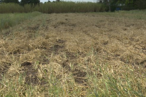 Ensayos de Larga Duración - EEA INTA Paraná - Una visión de los agroecosistemas del futuro