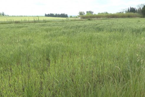 Ensayos de Larga Duración - EEA INTA Paraná - Una visión de los agroecosistemas del futuro