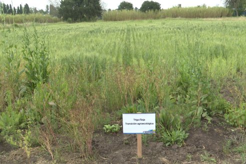 Ensayos de Larga Duración - EEA INTA Paraná - Una visión de los agroecosistemas del futuro