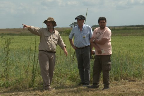 Ensayos de Larga Duración - EEA INTA Paraná - Una visión de los agroecosistemas del futuro