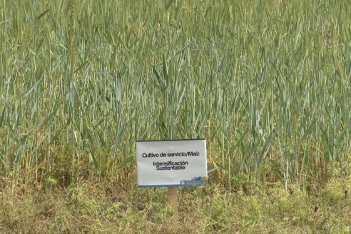 Ensayos de Larga Duración - EEA INTA Paraná - Una visión de los agroecosistemas del futuro