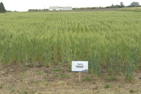 Ensayos de Larga Duración - EEA INTA Paraná - Una visión de los agroecosistemas del futuro