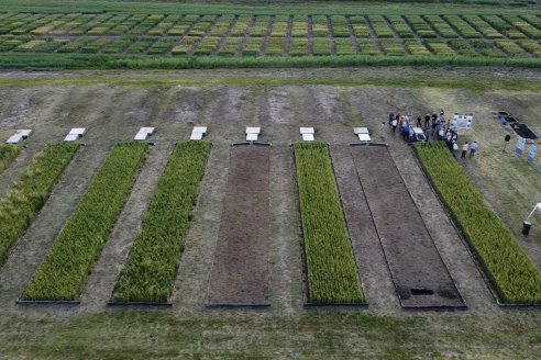 Ensayos de Larga Duración - EEA INTA Paraná - Una visión de los agroecosistemas del futuro