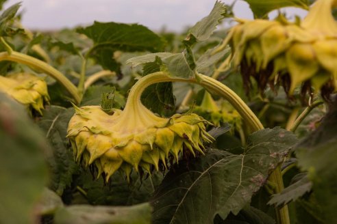 El girasol entrerriano del 2024 cerró una campaña muy pobre