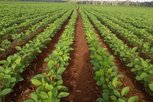 El Niño afecta la soja de Brasil y crecen las oportunidades para Uruguay