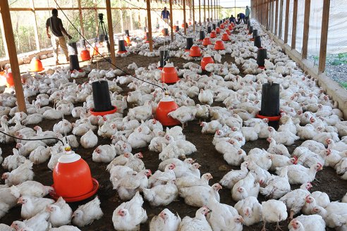 Trabajadores avícolas cobran con aumento