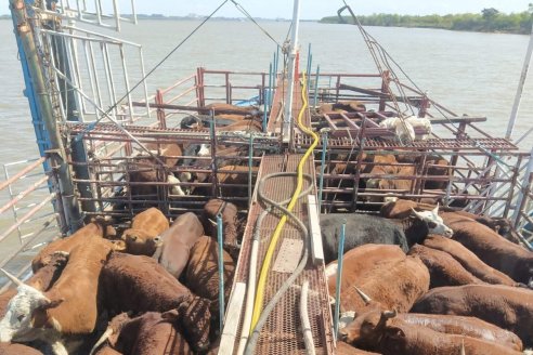 La faena de hembras sigue en ascenso y ya es del 48,5% del total