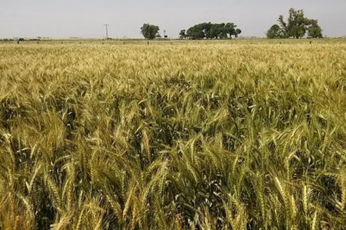 Las lluvias mejoran las perspectivas del trigo de la zona núcleo