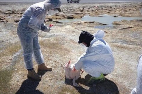 A no bajar los brazos. Nuevo caso de influenza aviar