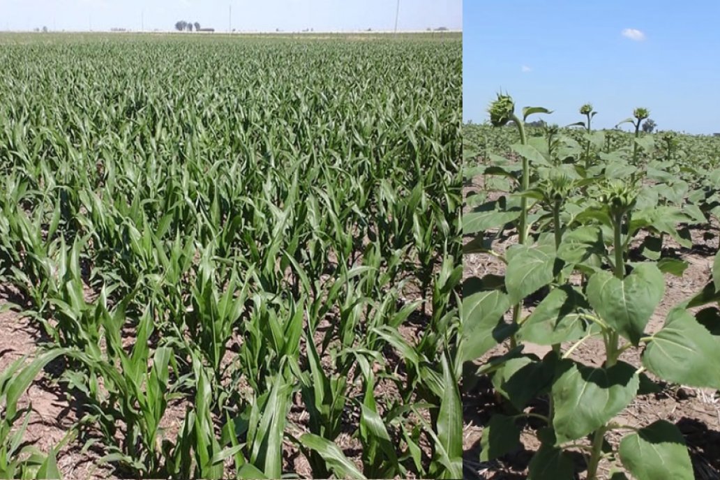 Maíz de primera: se estima en 378.900 ha - Girasol: 4.000 ha