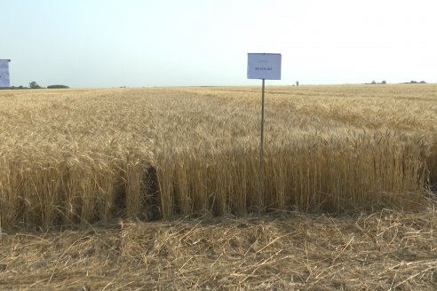 Jornada Tecnica a Campo de Trigo de COOPAR en Don Cristobal II