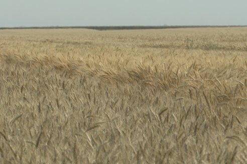 Jornada Tecnica a Campo de Trigo de COOPAR en Don Cristobal II