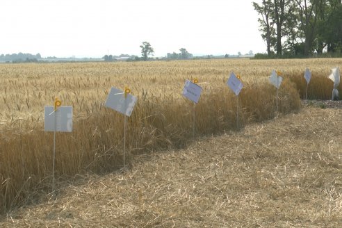 Jornada Tecnica a Campo de Trigo de COOPAR en Don Cristobal II