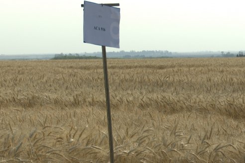 Jornada Tecnica a Campo de Trigo de COOPAR en Don Cristobal II