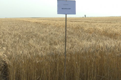 Jornada Tecnica a Campo de Trigo de COOPAR en Don Cristobal II