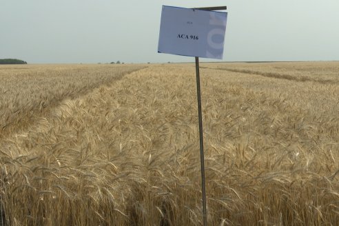 Jornada Tecnica a Campo de Trigo de COOPAR en Don Cristobal II