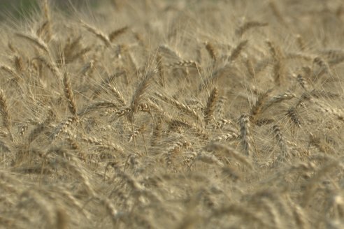 Jornada Tecnica a Campo de Trigo de COOPAR en Don Cristobal II