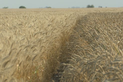 Jornada Tecnica a Campo de Trigo de COOPAR en Don Cristobal II