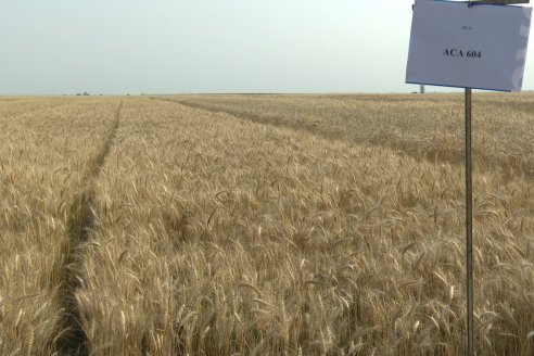 Jornada Tecnica a Campo de Trigo de COOPAR en Don Cristobal II