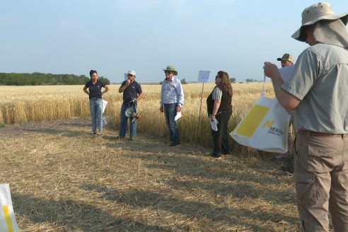 Jornada Tecnica a Campo de Trigo de COOPAR en Don Cristobal II