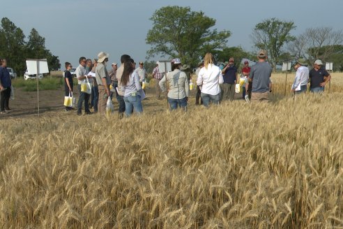 Jornada Tecnica a Campo de Trigo de COOPAR en Don Cristobal II