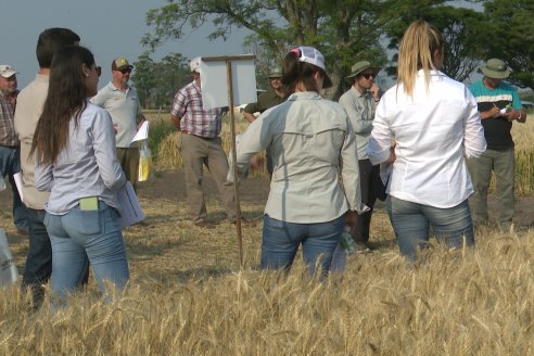 Jornada Tecnica a Campo de Trigo de COOPAR en Don Cristobal II