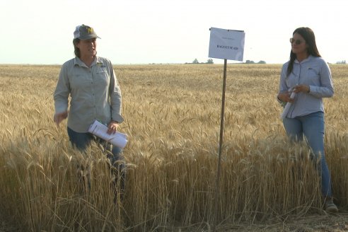 Jornada Tecnica a Campo de Trigo de COOPAR en Don Cristobal II