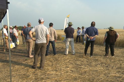 Jornada Tecnica a Campo de Trigo de COOPAR en Don Cristobal II