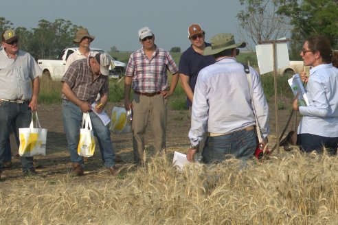 Jornada Tecnica a Campo de Trigo de COOPAR en Don Cristobal II