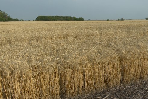 Jornada Tecnica a Campo de Trigo de COOPAR en Don Cristobal II