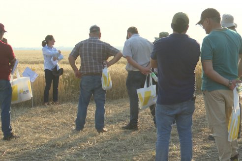 Jornada Tecnica a Campo de Trigo de COOPAR en Don Cristobal II