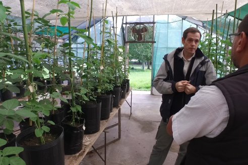 Programa de Mejoramiento Genetico de Soja INTA Paraná - Obtención Paraná 6000