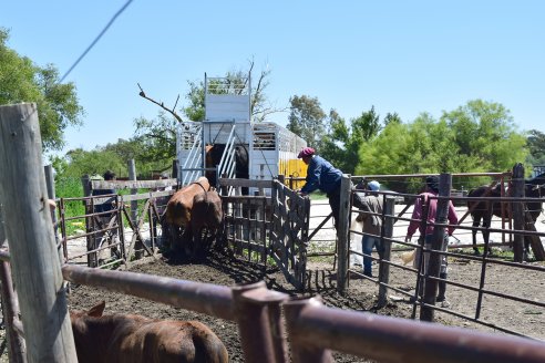 La problemática del transporte de hacienda en islas entró en la agenda pública entrerriana