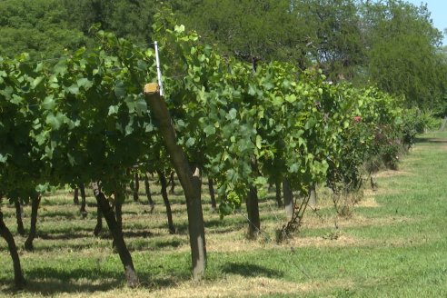 Visita de AEPA a la Bodega Vulliez Sermet - Colón - Entre Ríos