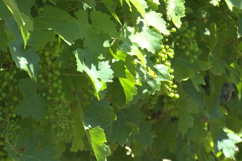 Visita de AEPA a la Bodega Vulliez Sermet - Colón - Entre Ríos