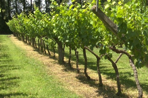 Visita de AEPA a la Bodega Vulliez Sermet - Colón - Entre Ríos