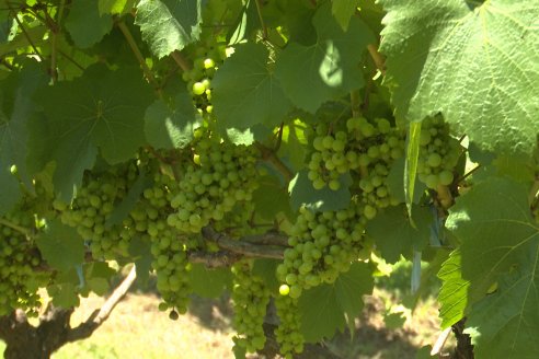 Visita de AEPA a la Bodega Vulliez Sermet - Colón - Entre Ríos