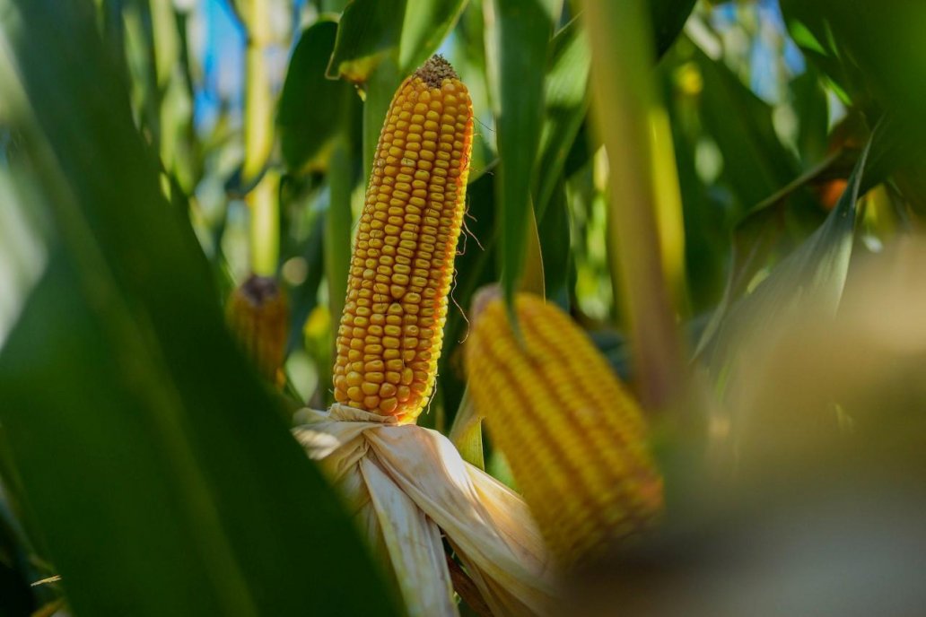 Milei asumió y subió las retenciones a todas las producciones agroindustriales.