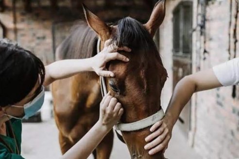 A partir de los dos meses de vida todo caballo debe vacunarse