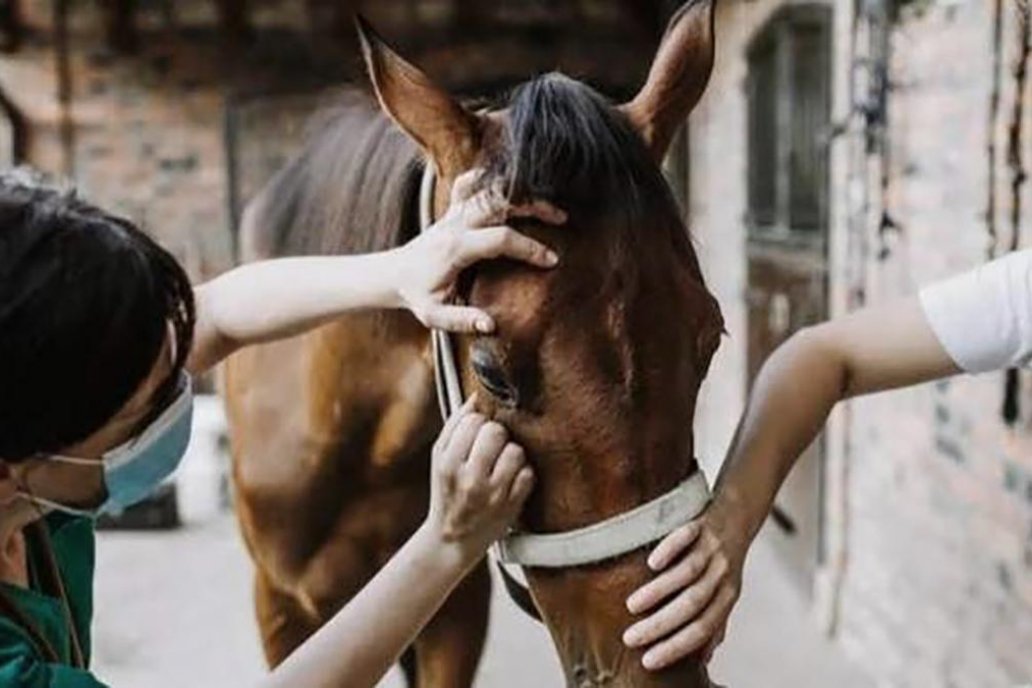 La vacunación es el paliativo para prevenir el flagelo. Foto ilustrativa.