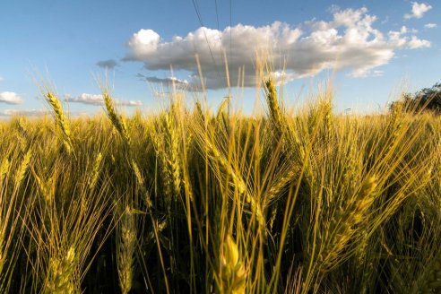 Granos finos: prevén bajar aranceles para los herbicidas durante abril