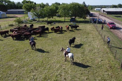 Alcides Bonin produce genética Hereford, Angus, Braford y Brangus; y explica que "es difícil, pero posible"