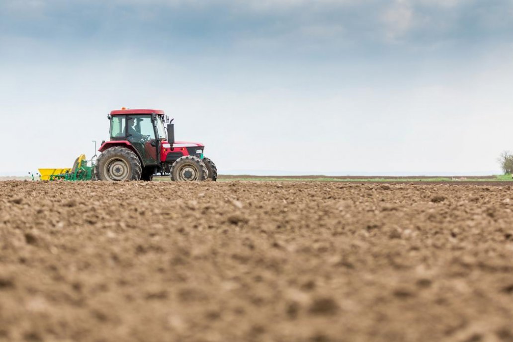 El área ocupada para sembrar el grano fino rondará las 6 millones de hectáreas.