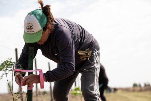 Aseguran que la obra pública es el principal "cliente" de los forestadores