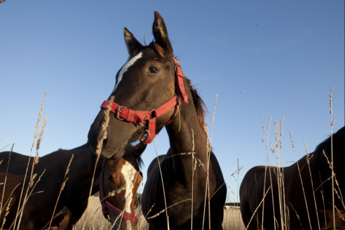 Confirmaron en Santa Fe un caso humano de Encefalitis Equina y es la primera vez que sucede en 27 años