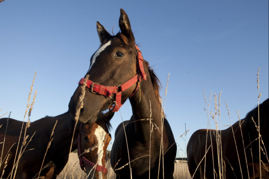 Antes del evento en una persona, se había denunciado la enfermedad en caballos. Antes del evento en una persona, se había denunciado la enfermedad en caballos.