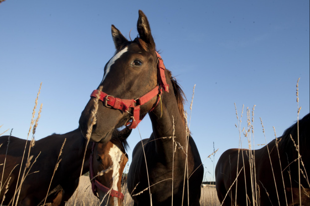 Antes del evento en una persona, se había denunciado la enfermedad en caballos.