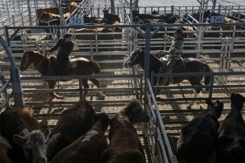 Sin plata, la gente compra menos carne y los valores de la hacienda en pie bajan otro 20% antes de fin de año