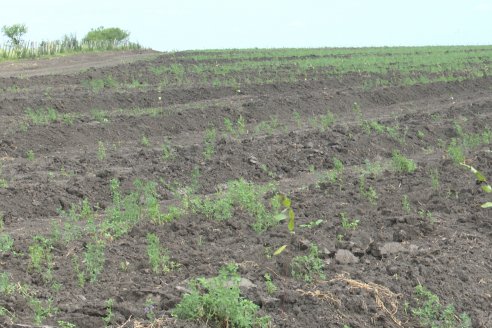 Bio Nogoya - Proyecto de Forestación